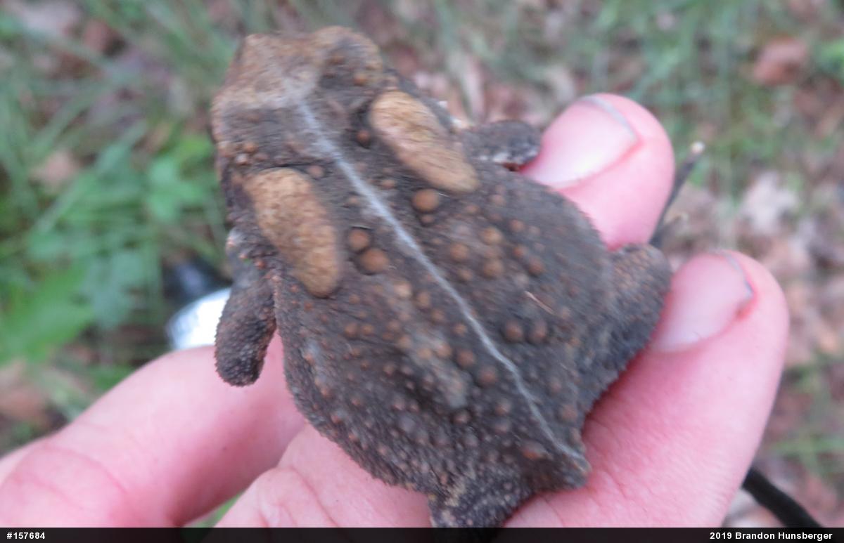 Eastern American Toad