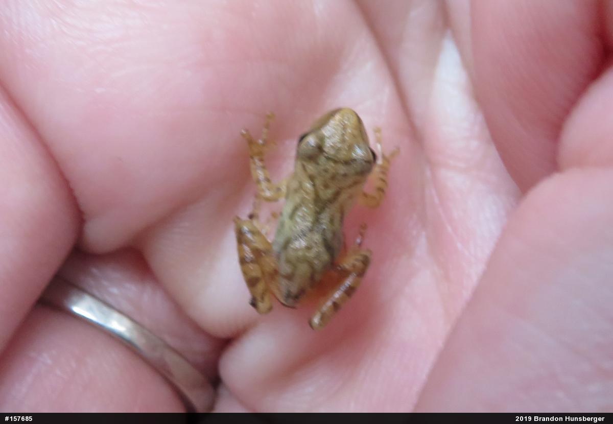 Spring Peeper