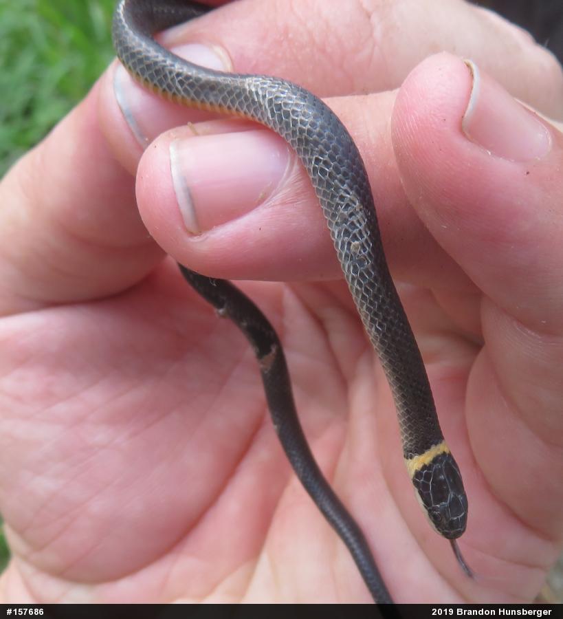 Northern Ring-necked Snake