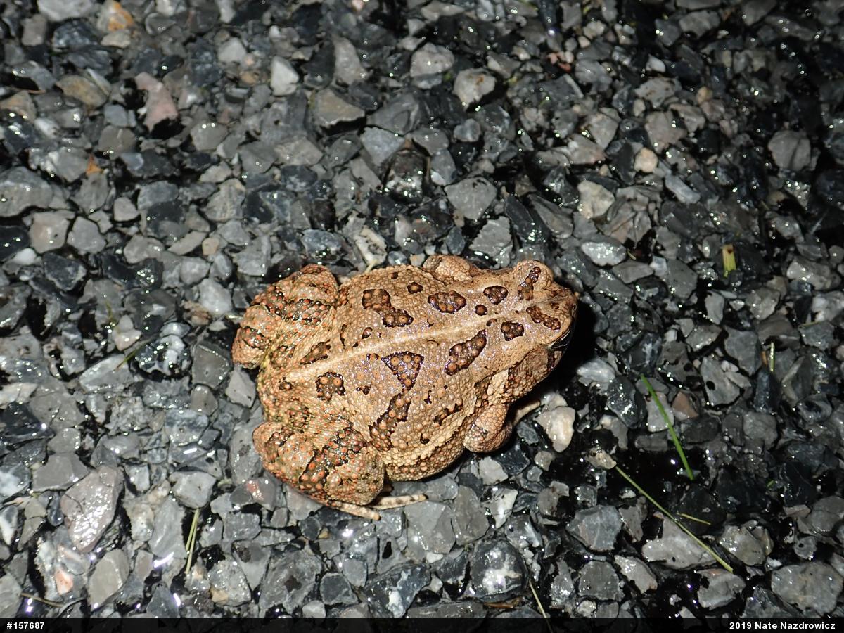 Fowler's Toad