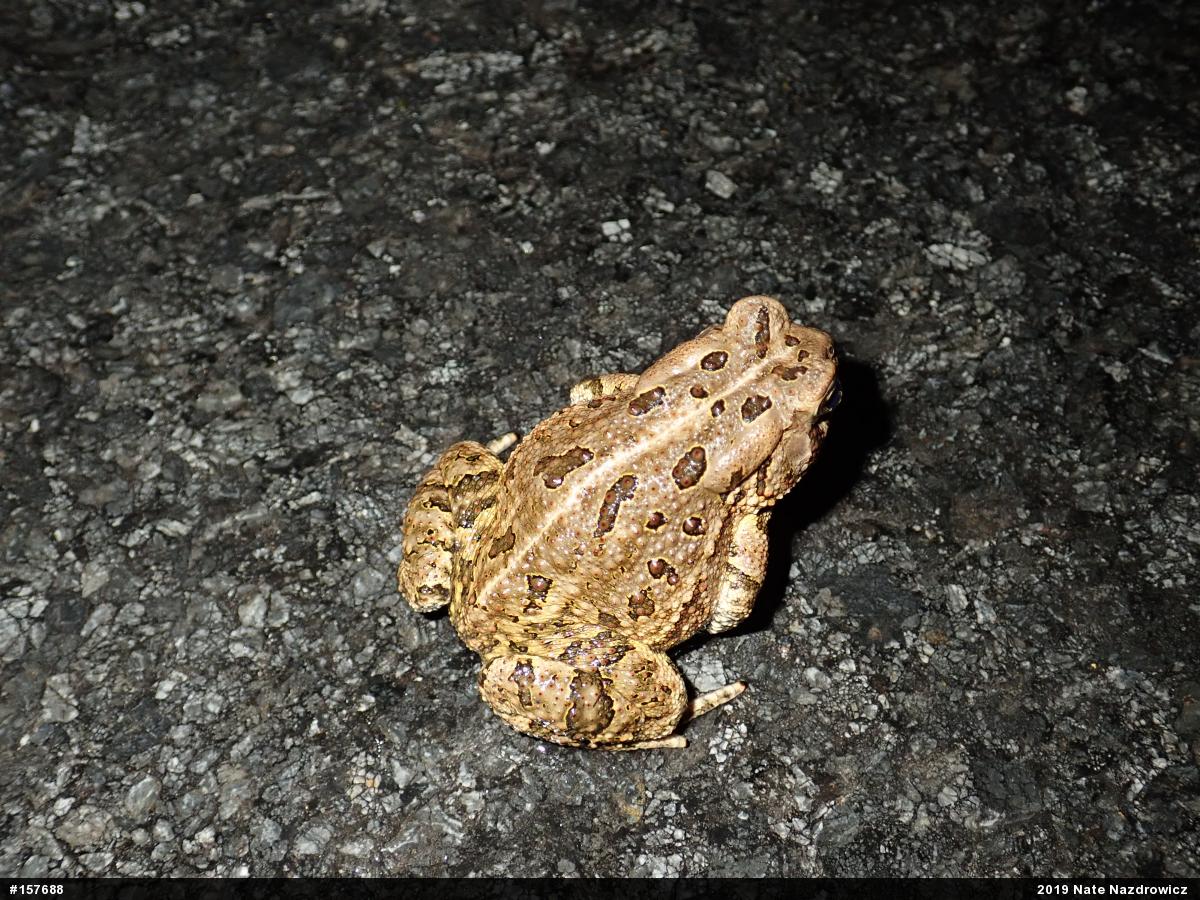 Fowler's Toad