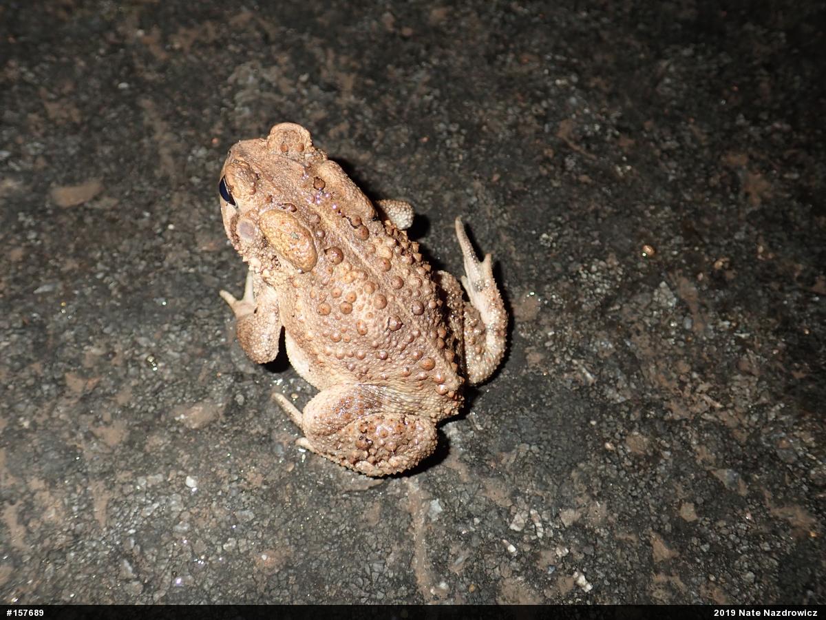 Eastern American Toad