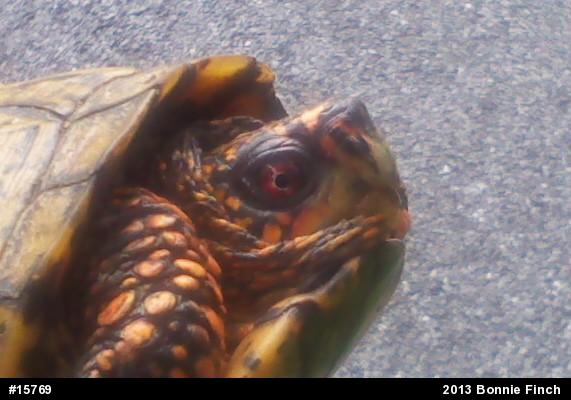Eastern Box Turtle