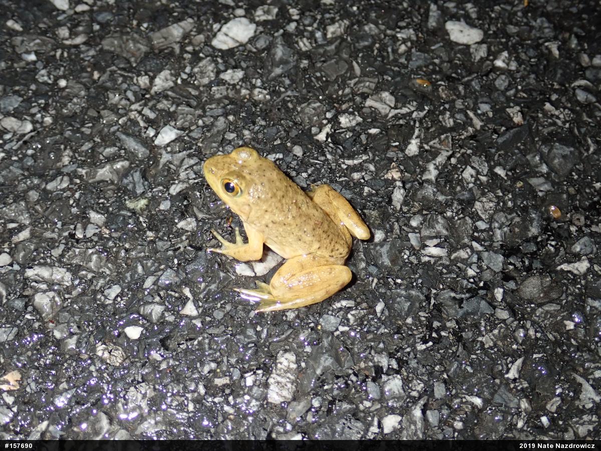 American Bullfrog