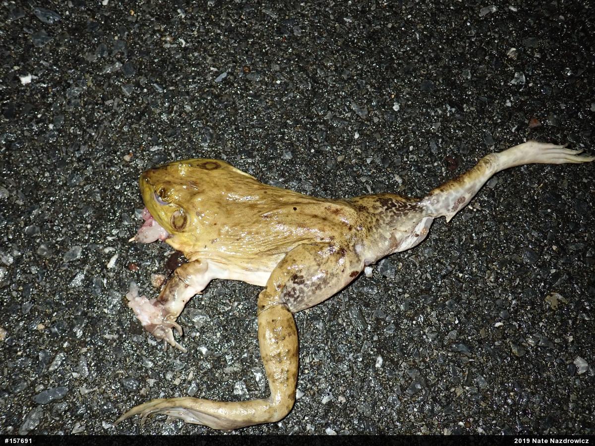 American Bullfrog