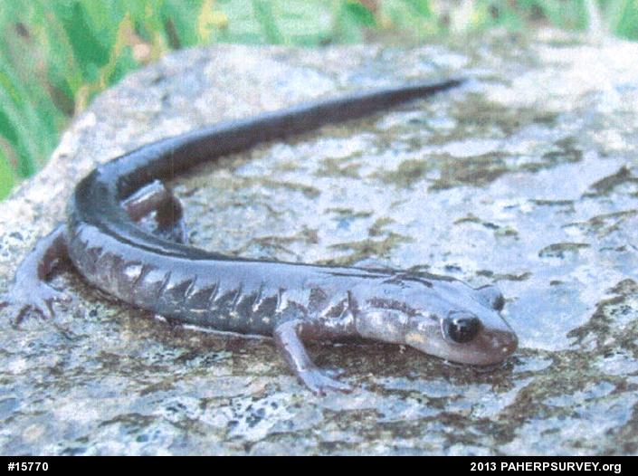 Wehrle's Salamander