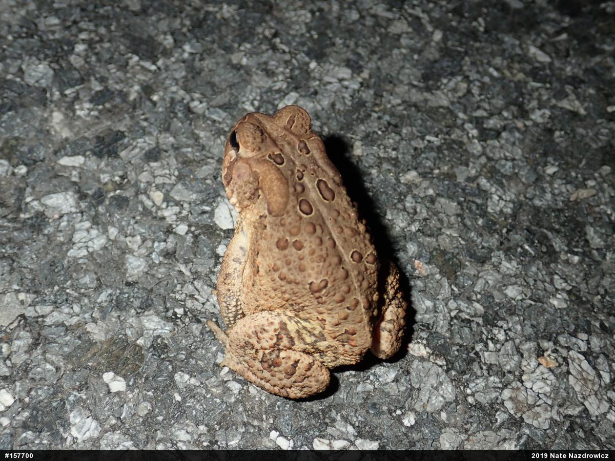 Eastern American Toad
