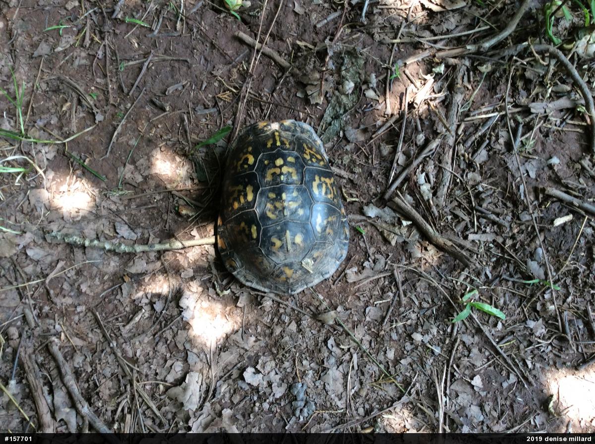 Eastern Box Turtle