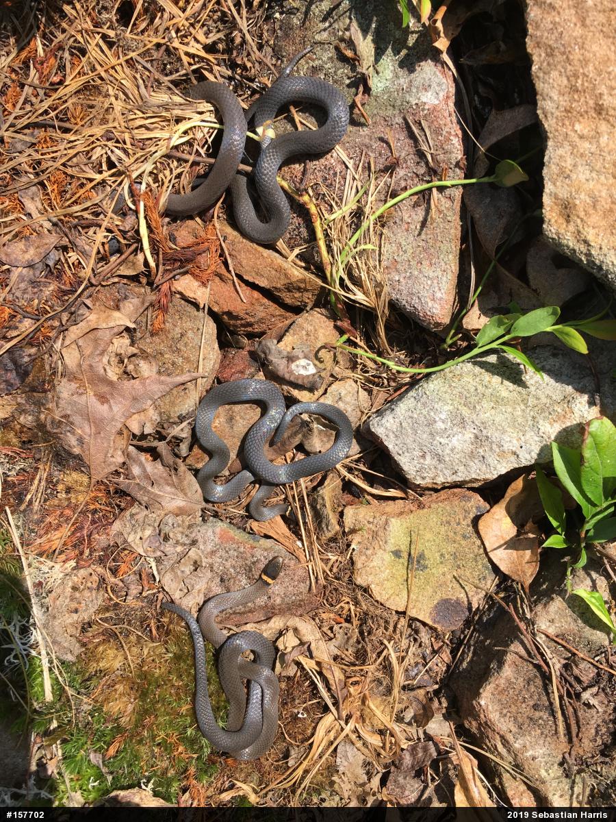 Northern Ring-necked Snake