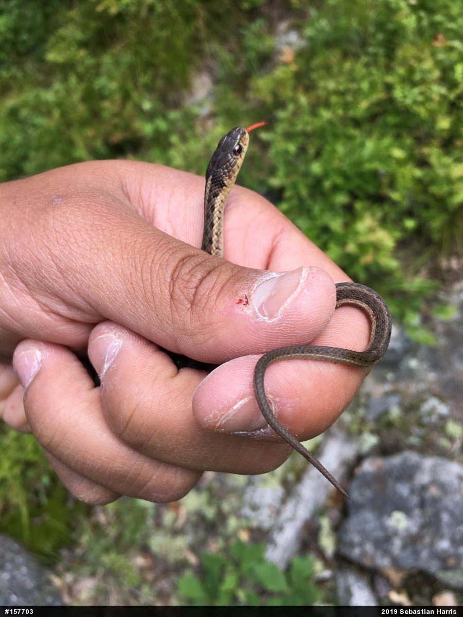 Eastern Gartersnake