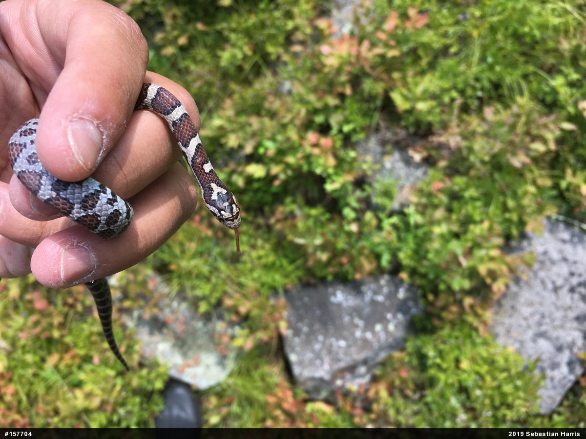 Eastern Milksnake