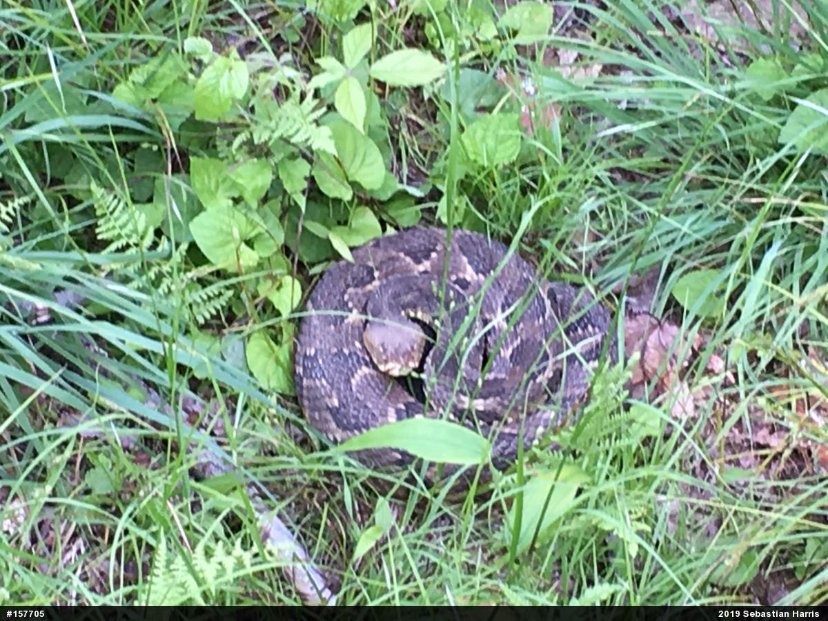 Timber Rattlesnake