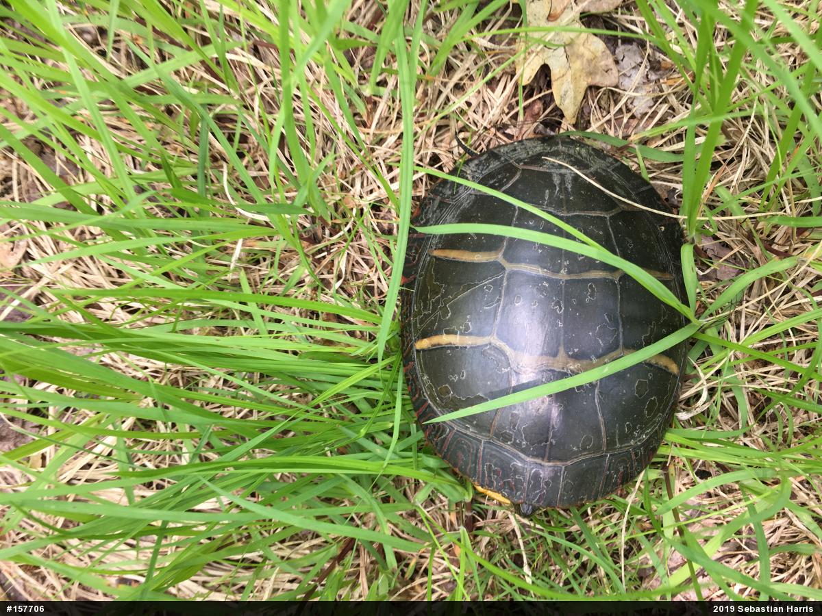 Eastern Painted Turtle