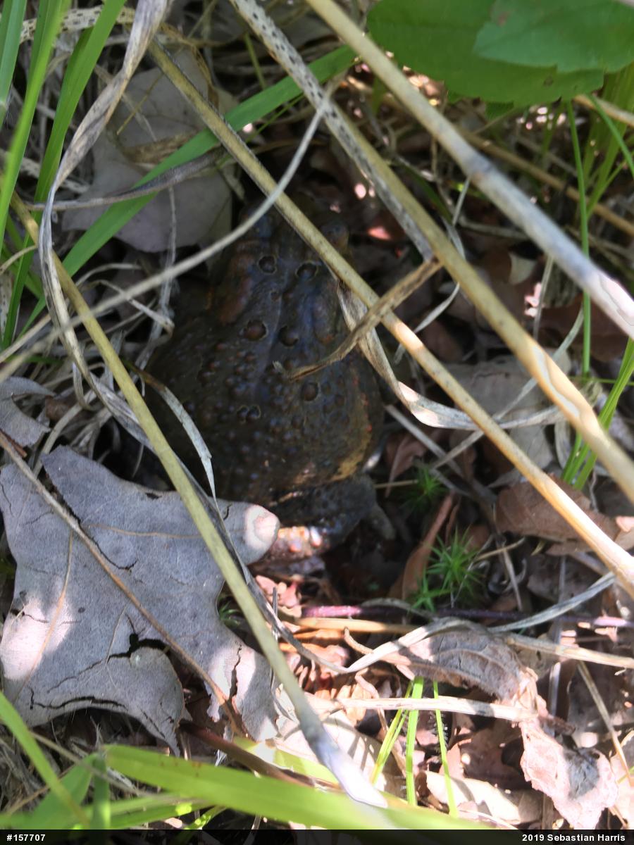 Eastern American Toad
