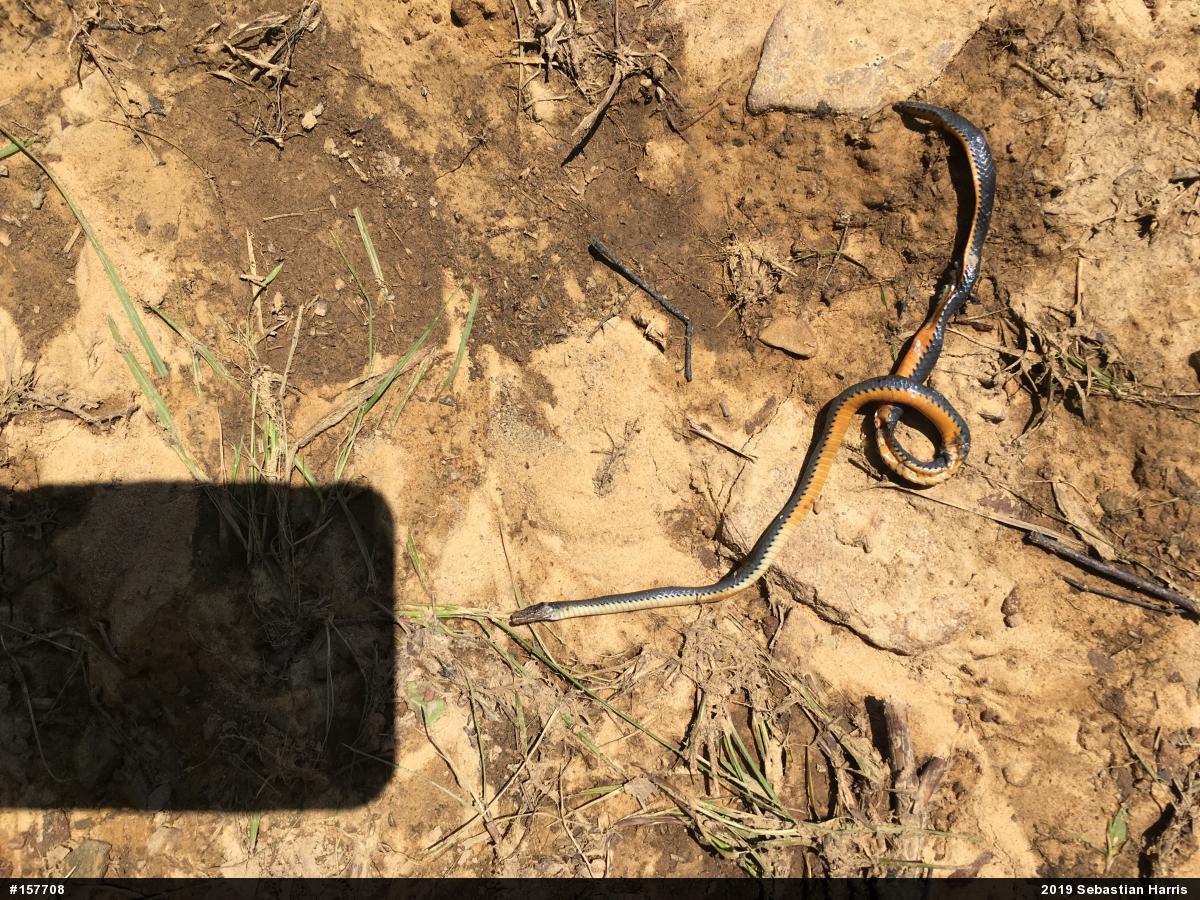 Northern Ring-necked Snake