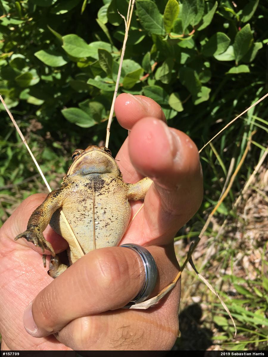 Eastern American Toad