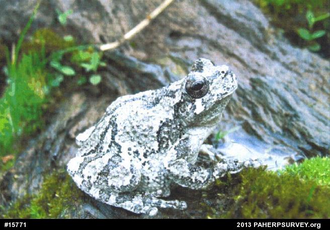 Gray Treefrog