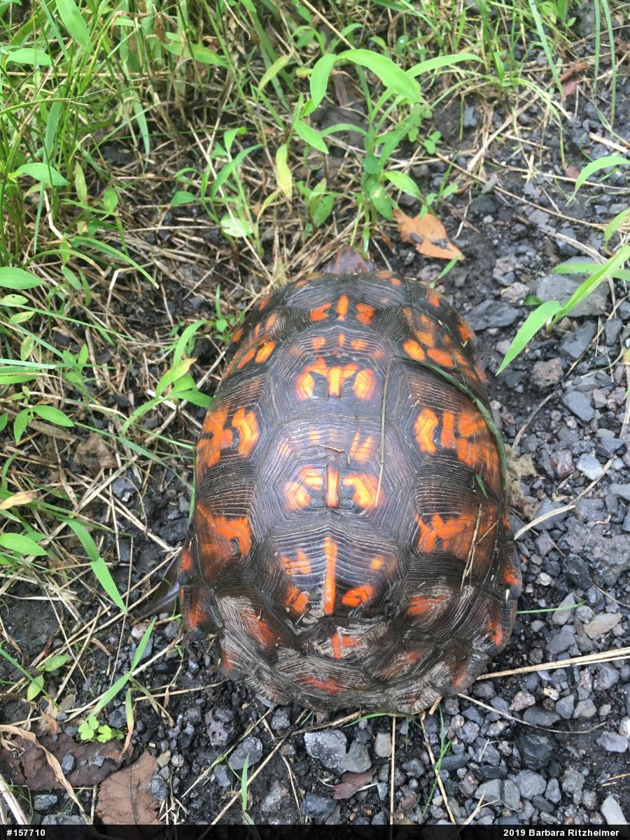 Eastern Box Turtle