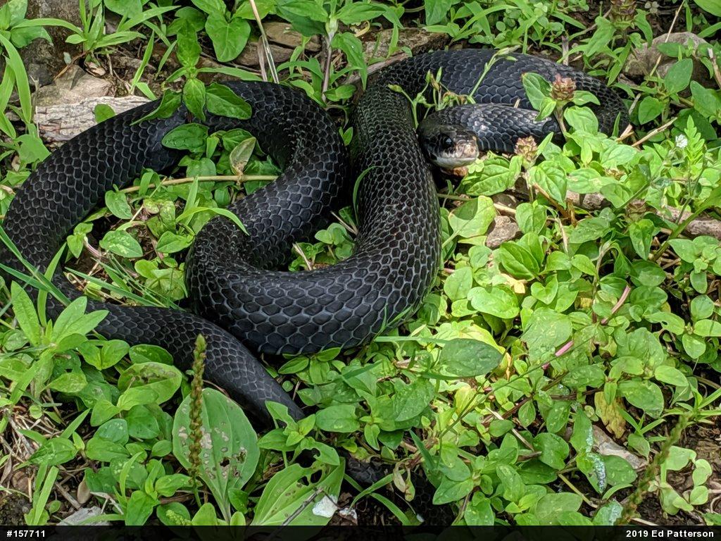 Northern Black Racer
