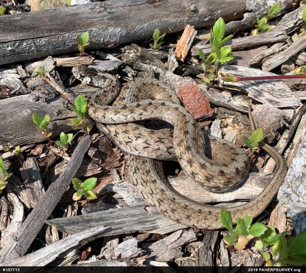 Dekay's Brownsnake