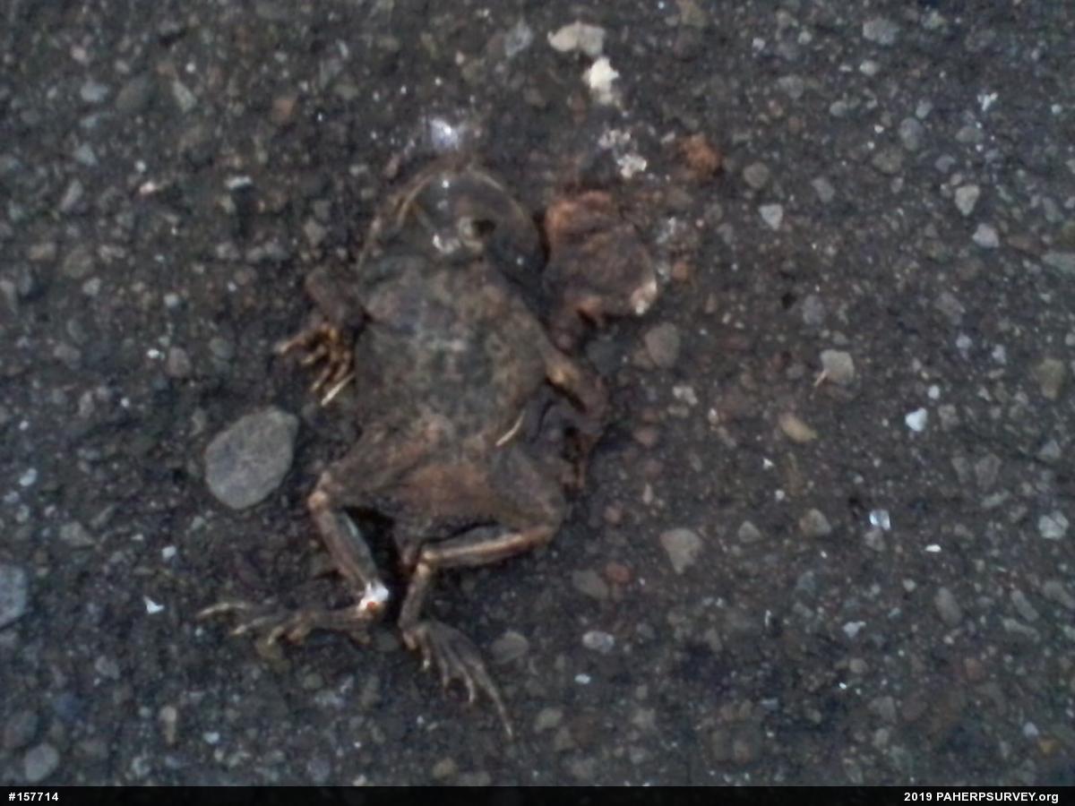 Eastern American Toad