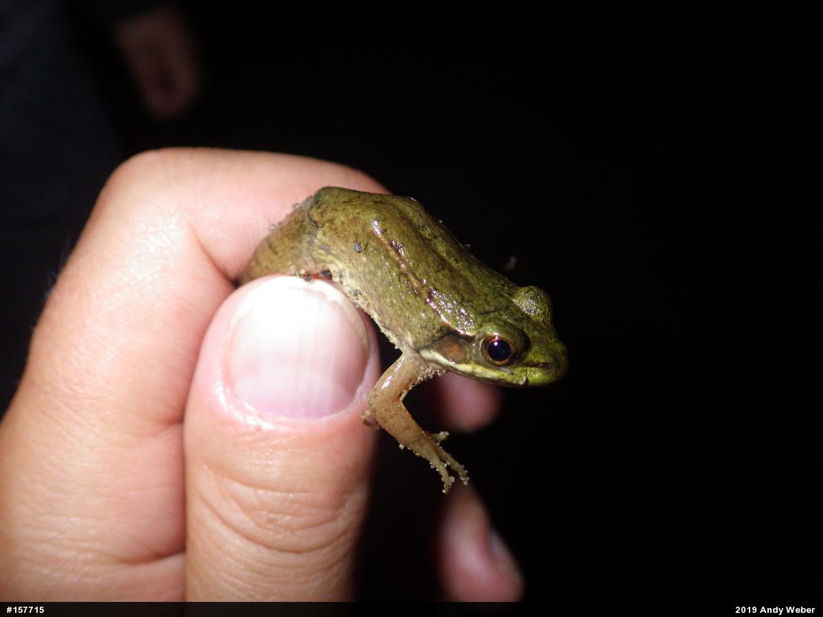 Green Frog