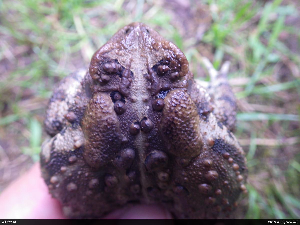 Eastern American Toad