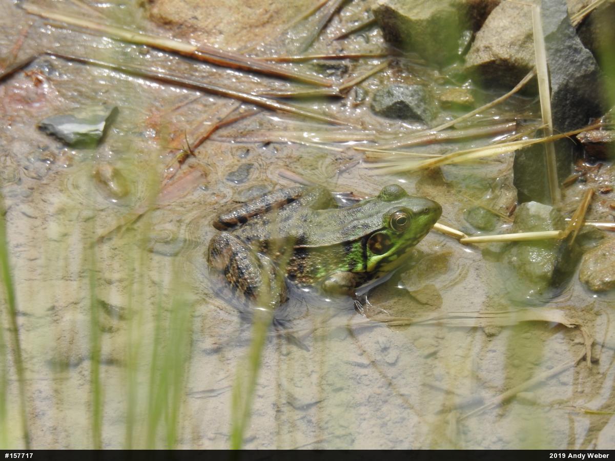Green Frog