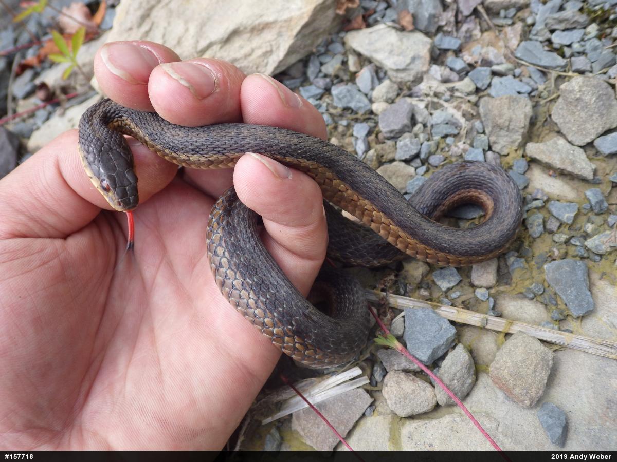 Eastern Gartersnake