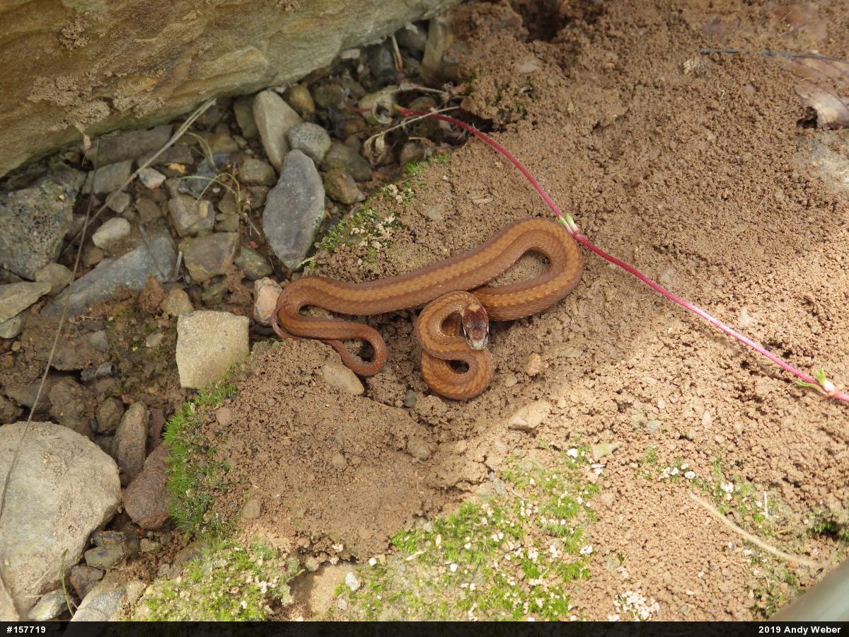 Red-bellied Snake