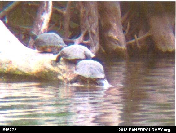 Pond Slider