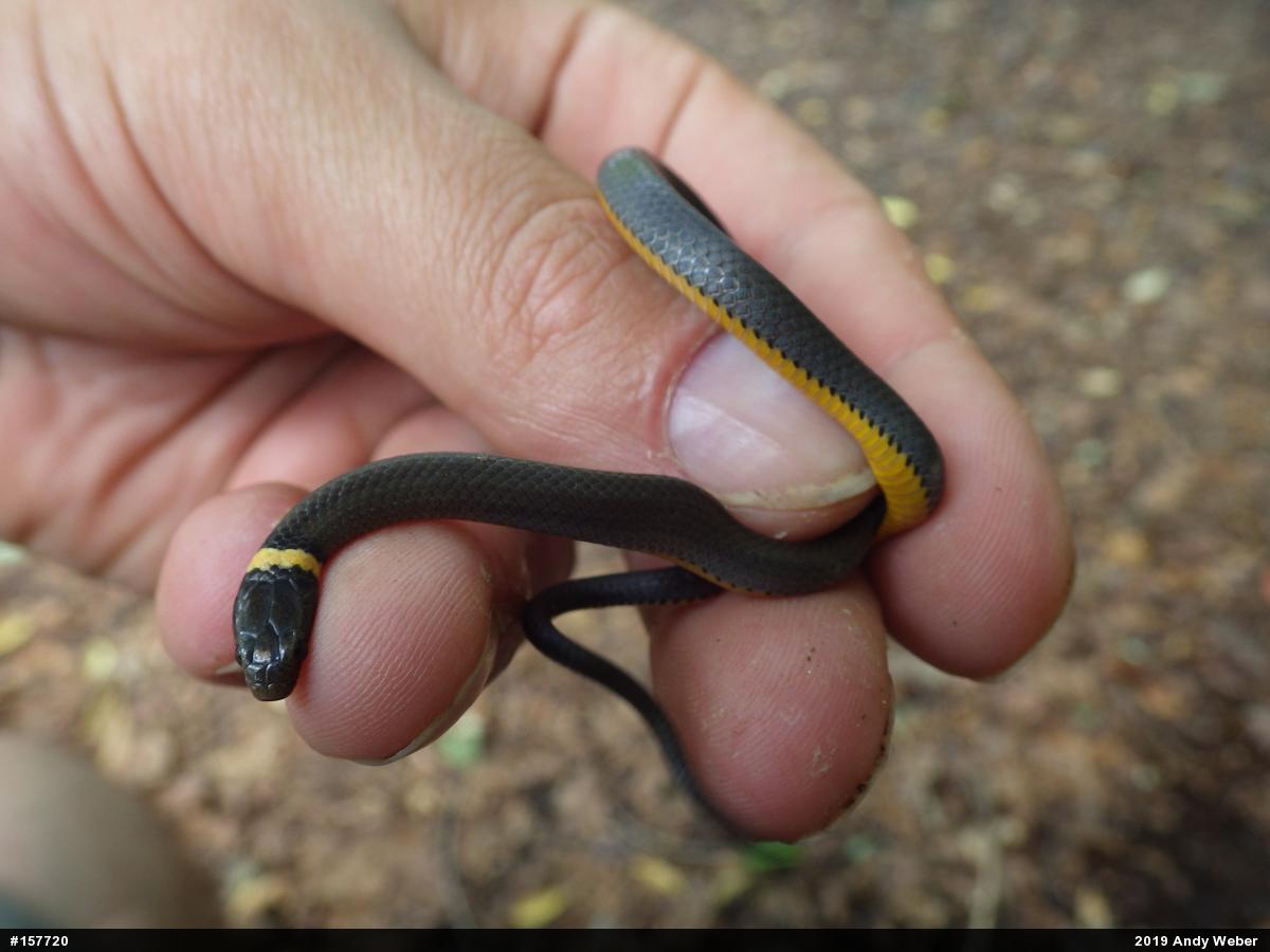Northern Ring-necked Snake