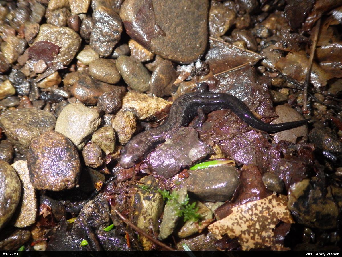 Allegheny Mountain Dusky Salamander