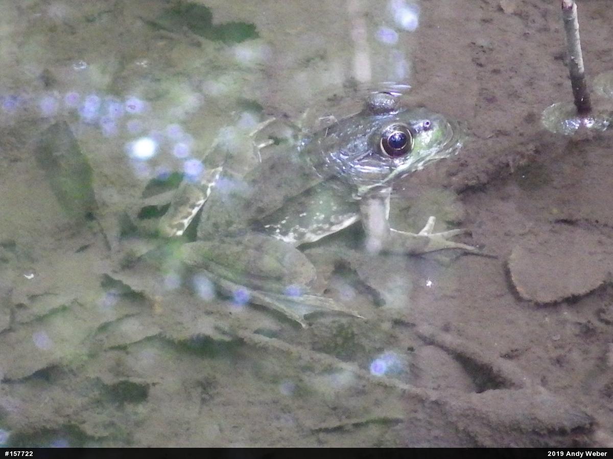 Green Frog