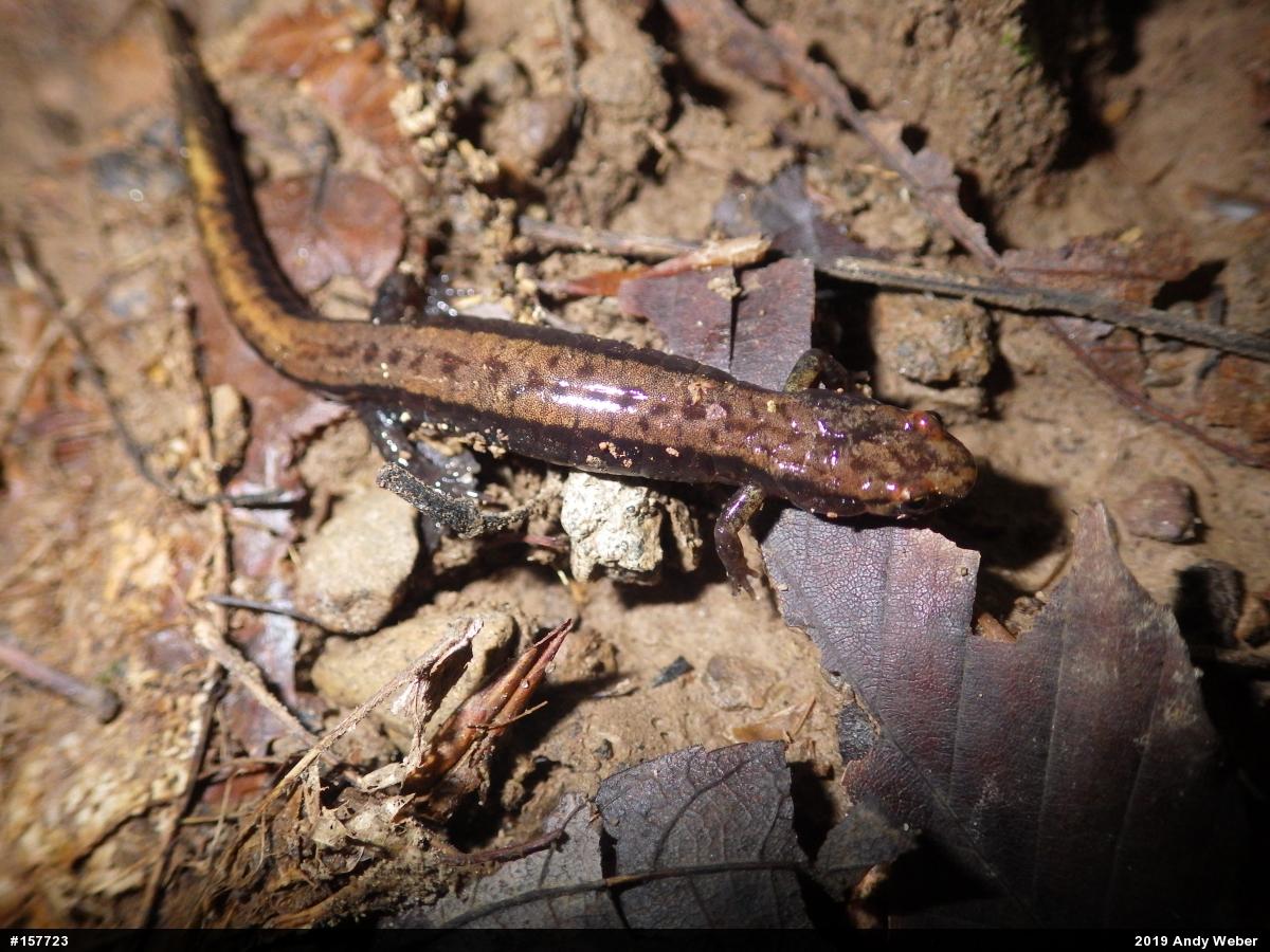 Allegheny Mountain Dusky Salamander