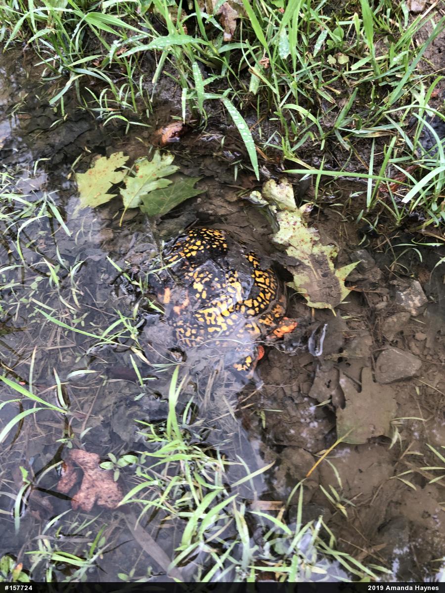 Eastern Box Turtle