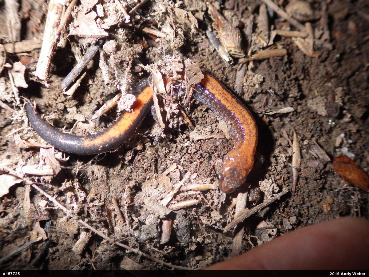 Eastern Red-backed  Salamander