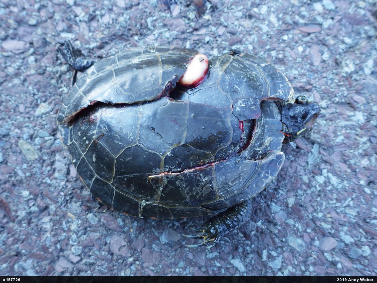 Midland Painted Turtle