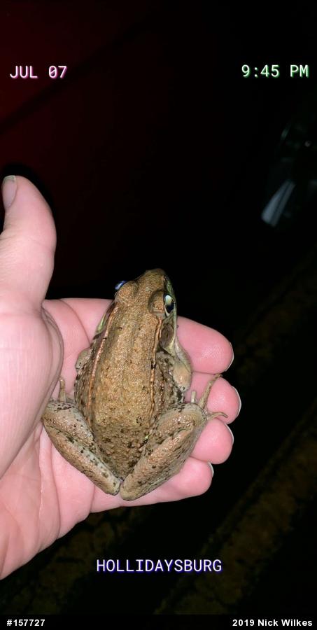 Green Frog