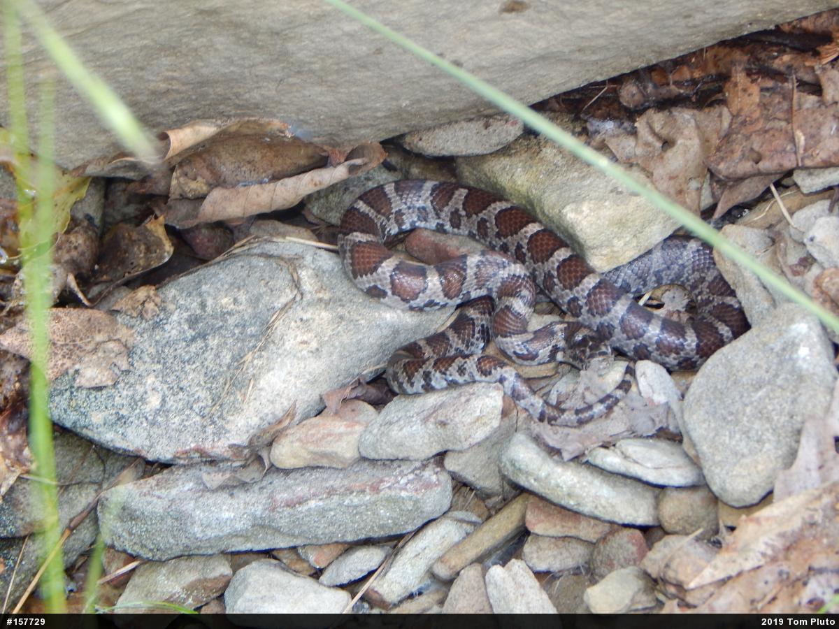 Eastern Milksnake