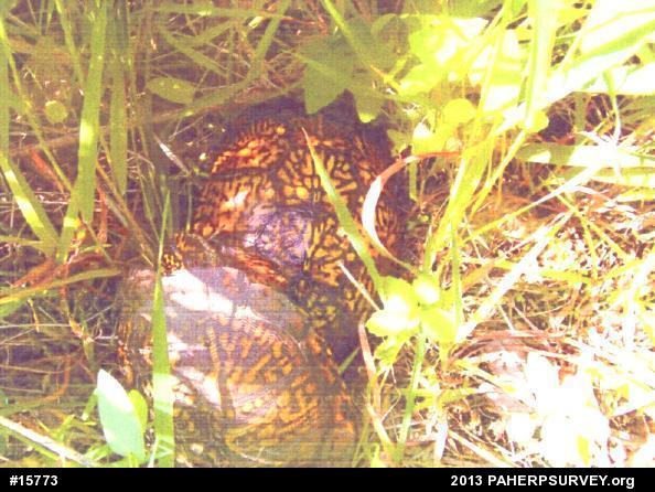 Eastern Box Turtle