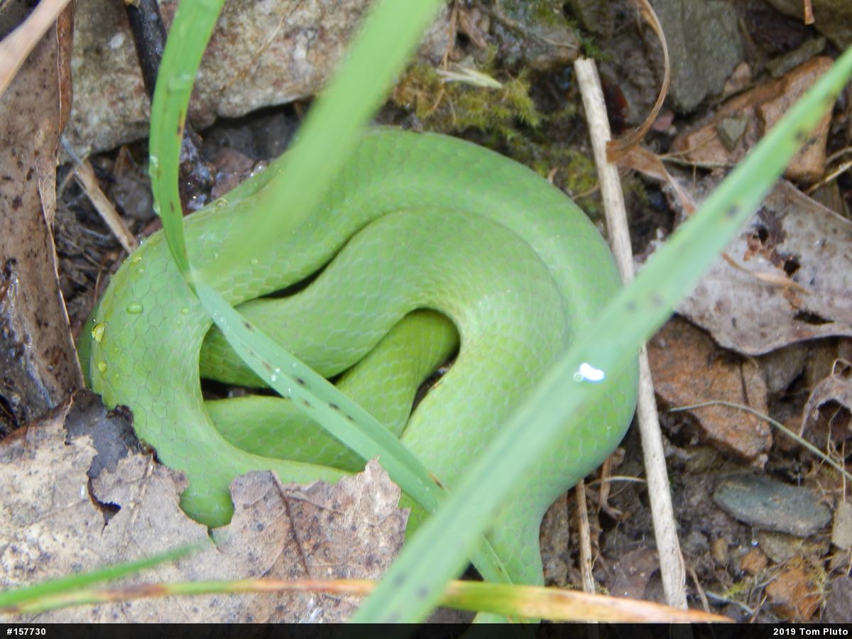 Smooth Greensnake