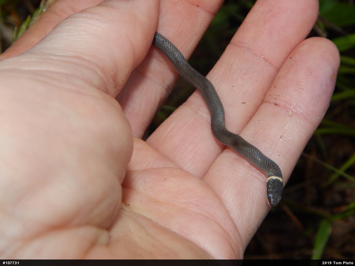 Northern Ring-necked Snake