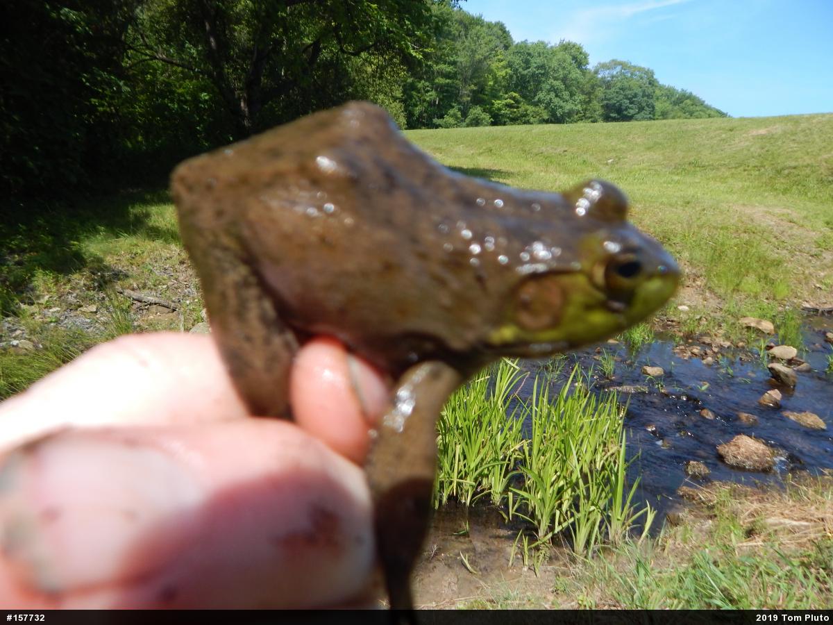 American Bullfrog