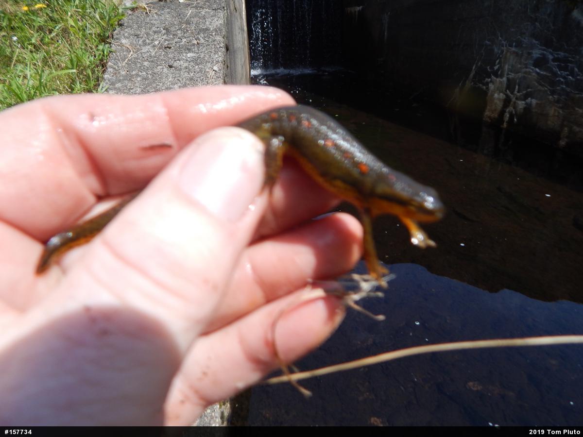 Red-spotted Newt