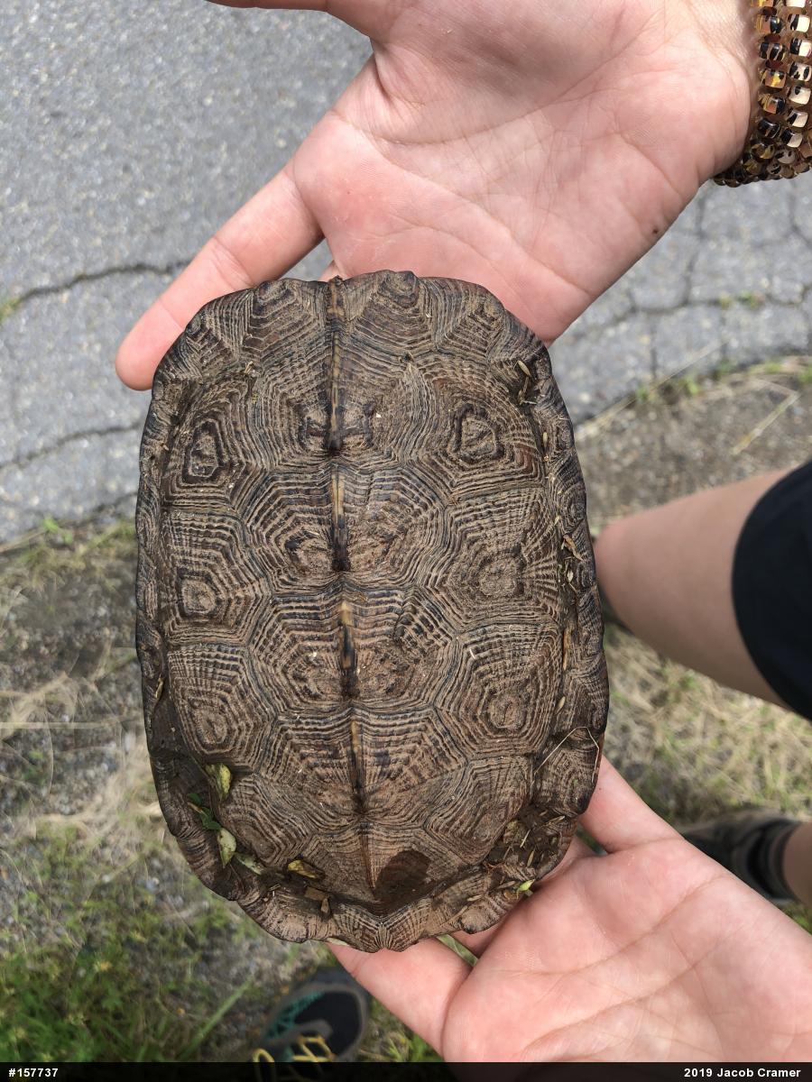 Wood Turtle