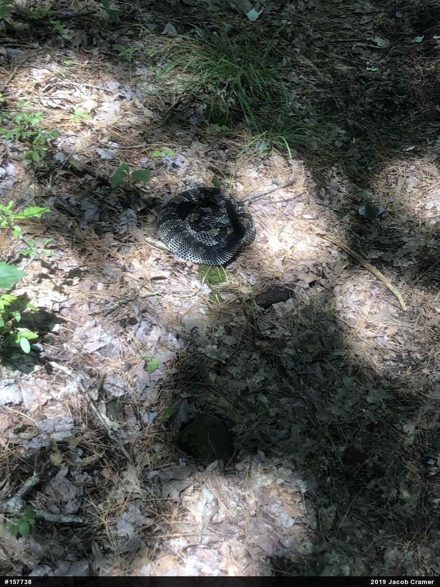 Timber Rattlesnake
