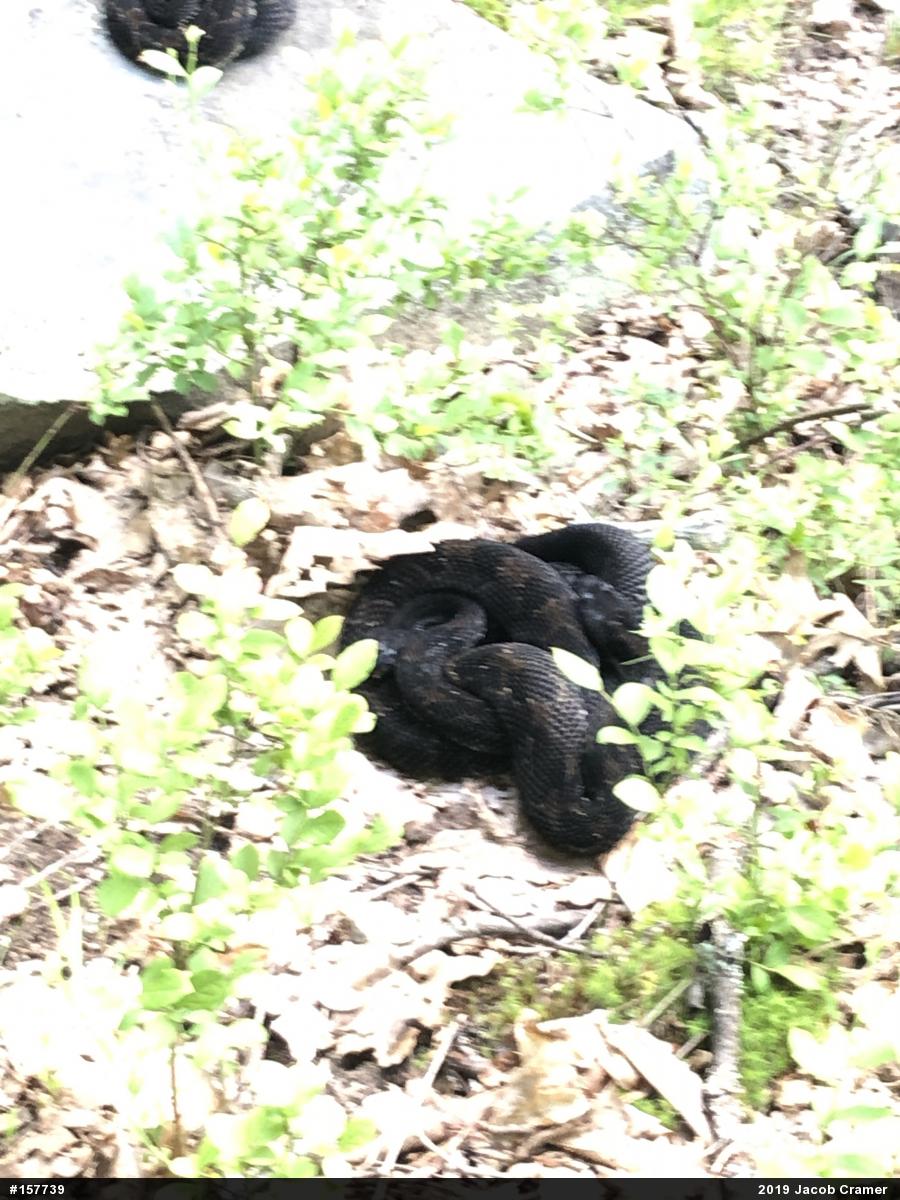 Timber Rattlesnake