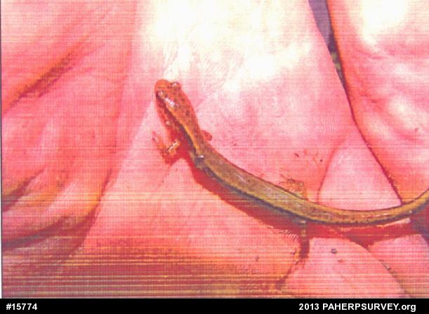 Northern Two-lined Salamander