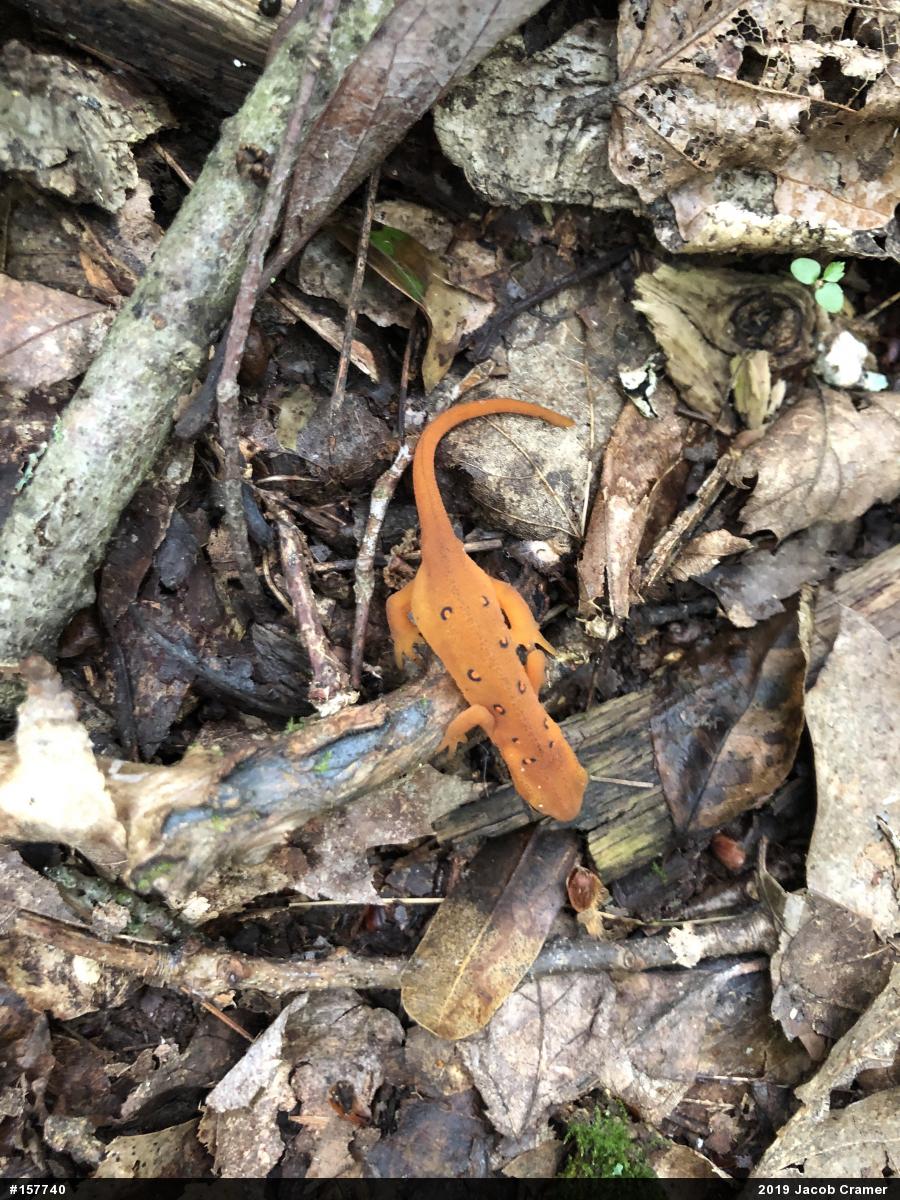 Red-spotted Newt